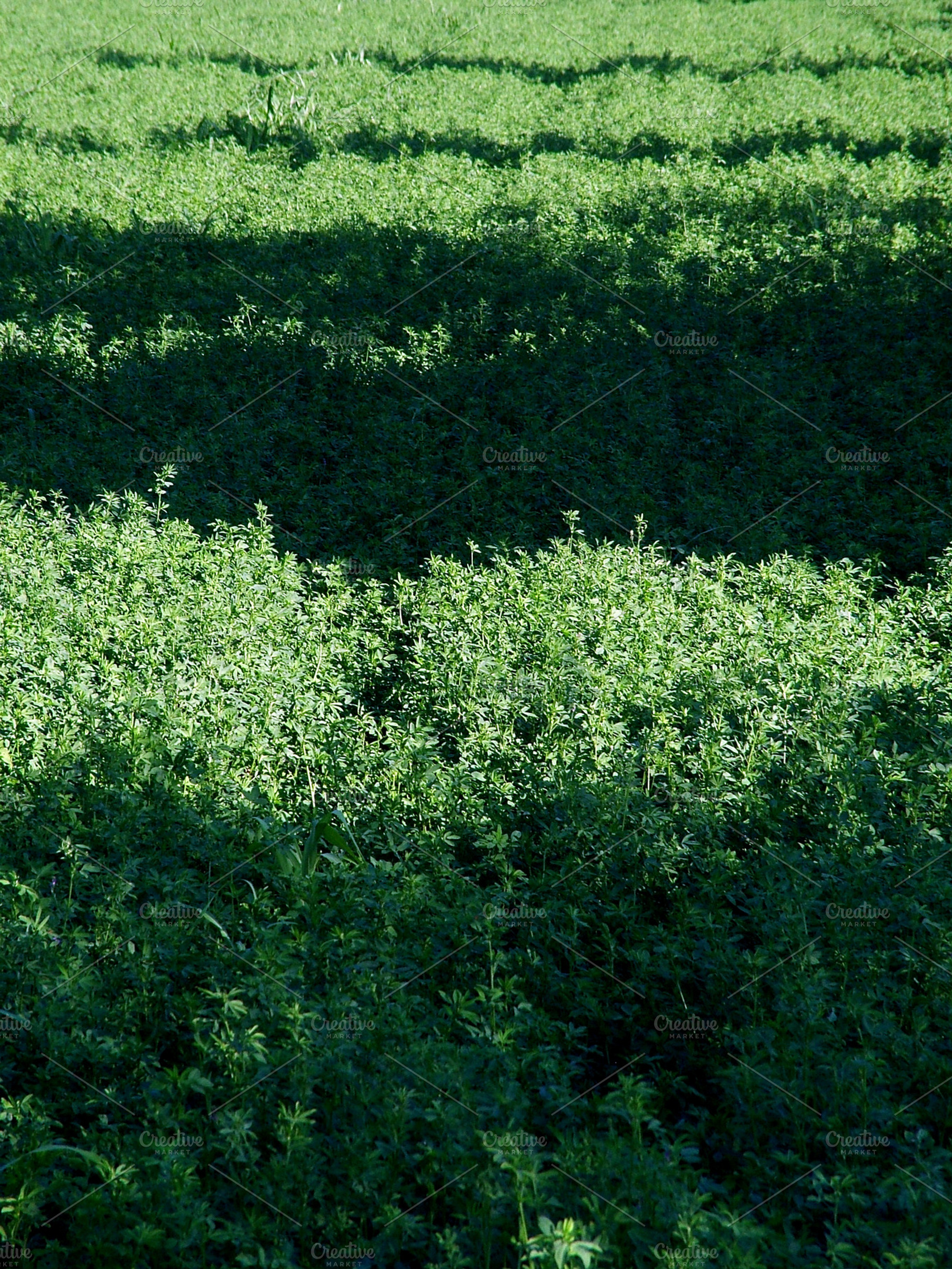 The green containing green, bush, and nature