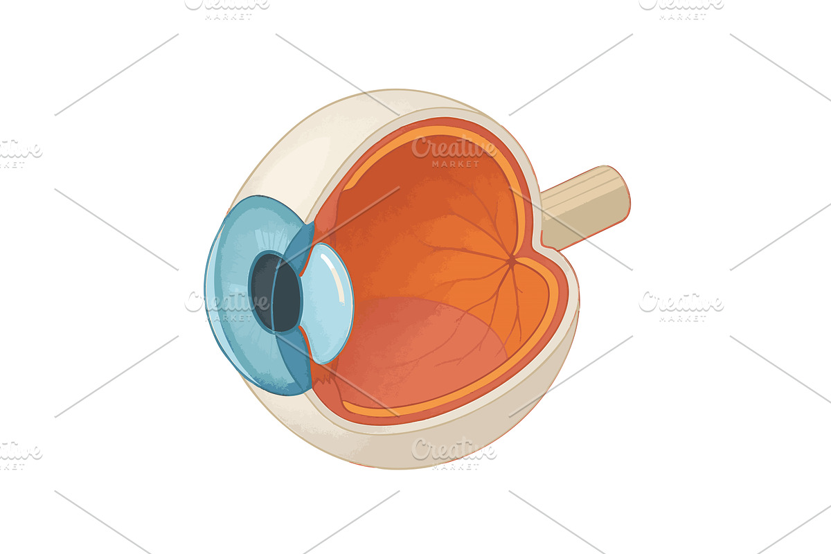 Isometric diagram of human eye, a Healthcare Illustration by AlexArt
