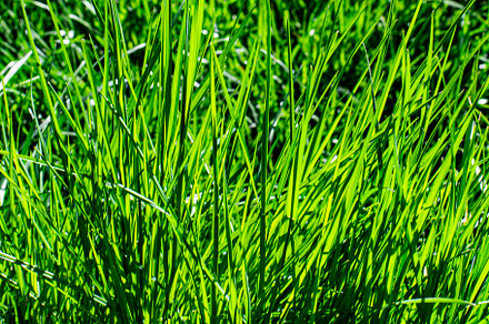 Colorful Green Grass