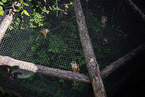 Small primates actively climbing in their enclosure surrounded by lush green ve, a Photo by AS photostudio