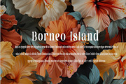 The Forza Bundle font sanserif, a Sans Serif Font by ForzaType (Thumbnail 12 of 13)