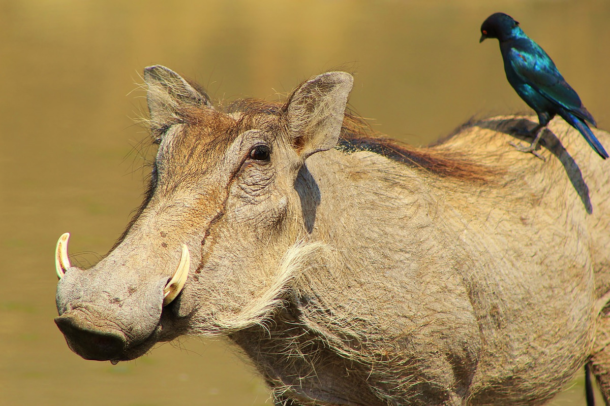 Warthog and Starling Friends, an Animal Photo by Wildlife Wonder (Photo 2 of 2)