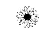 Daisy Flower Line Art Vector Bundle0, an Illustration by jahid234 (Thumbnail 12 of 51)