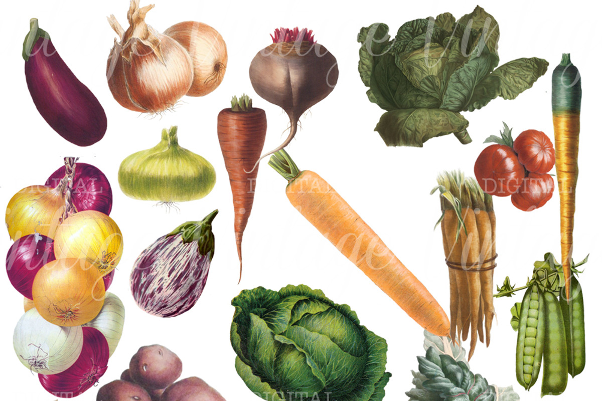 Vintage Vegetable Set 2, a Graphic by Digital Vintage (Photo 2 of 2)