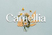 Camellia Serif Font, a Serif Font by Mayofont (Thumbnail 1 of 5)