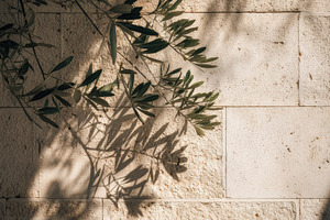 Summer Shadow of Olive Tree on Stone, an Architecture Photo by Virgo Studio