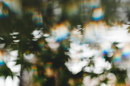 Abstract Japanese Maple, a Nature Photo by Melanie Helena