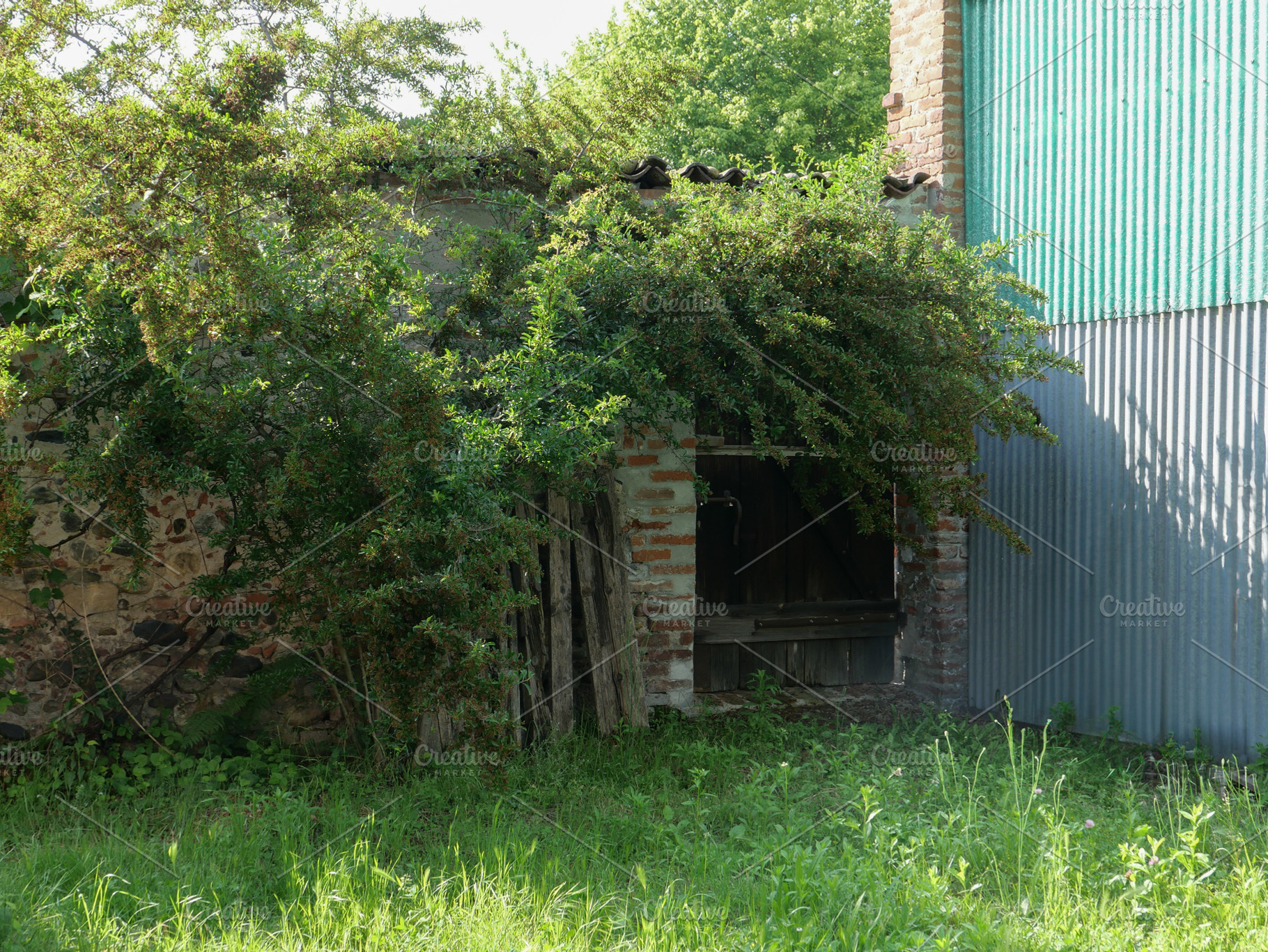 old wall and door overgrown with vegetation, a Photo by WorldOfPhotos