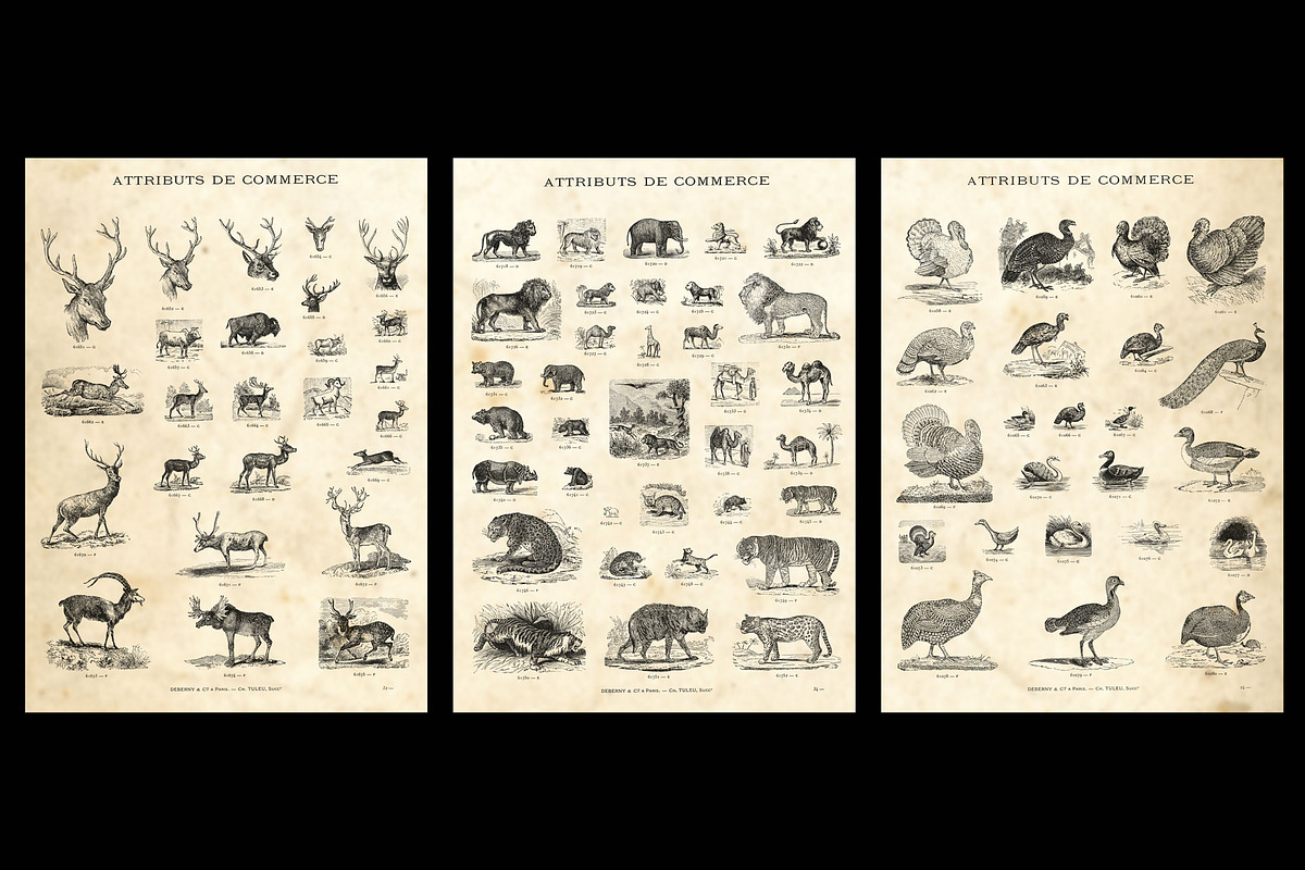 Animals + bonus / vintage engravings preview 2