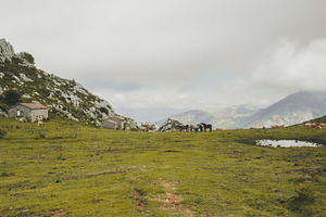Mountain pasture with animals, an Animal Photo by SkyNext