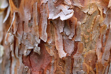Pine tree bark. Green leaf texture. Nature floral background. Organic botanical, a Nature Photo by Textures & Backgrounds