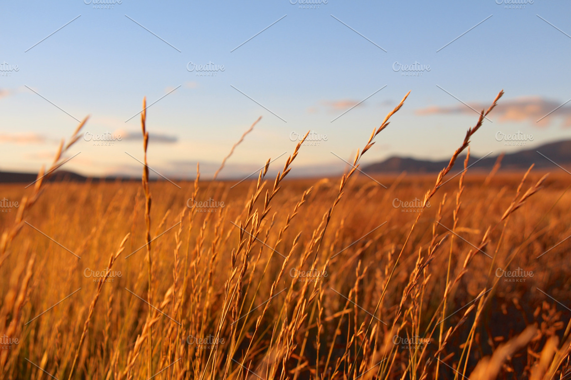 Wheat field stock picture, a Nature Photo by Open Eye Design