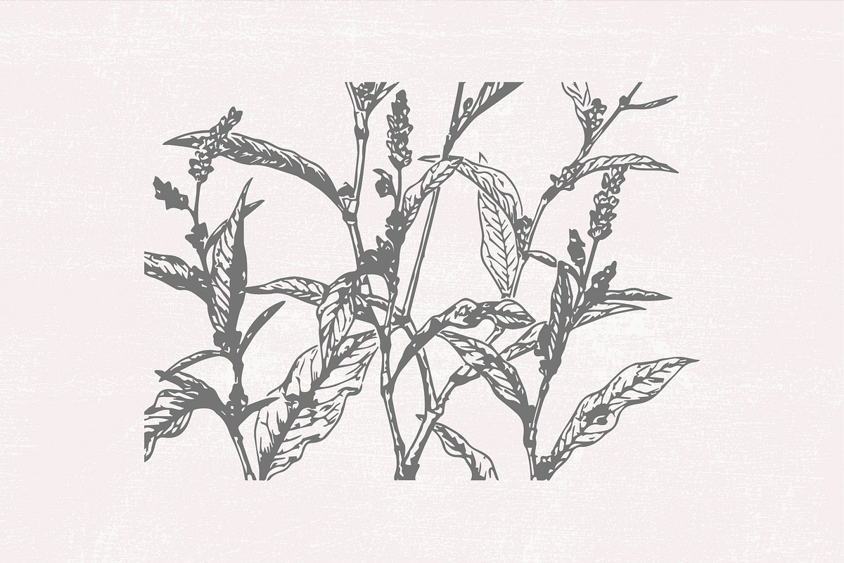 Dried Flowers, Petals, Shoots, an Illustration by TheBlackPixelCo (Photo 4 of 8)