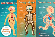 Human Anatomy for kids, an Education Illustration by Shusha Guna Art (Thumbnail 3 of 9)