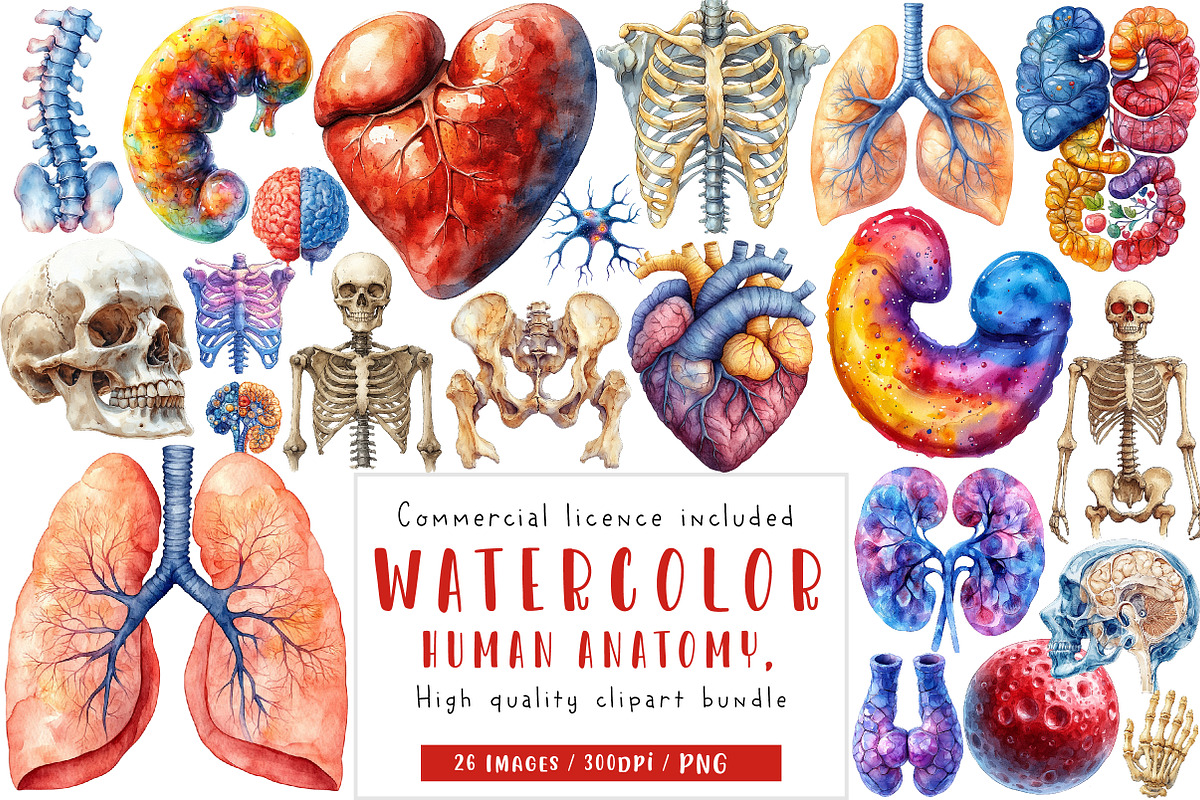 Human Anatomy, Medical Clipart,, an Illustration by CreationArt (Photo 1 of 5)