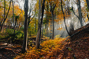 100+ New Hi-Res Autumn Photos, a Background Photo by moonloop (Thumbnail 7 of 13)