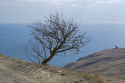 Lonely tree over a steep slope at the mountain road.