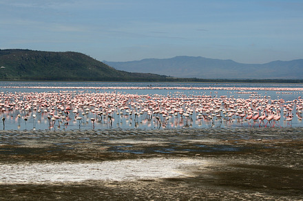 Flamingoes in the wildlife containing kenya, flamingo, and lake, an Animal Photo by aagafapaperiapunta
