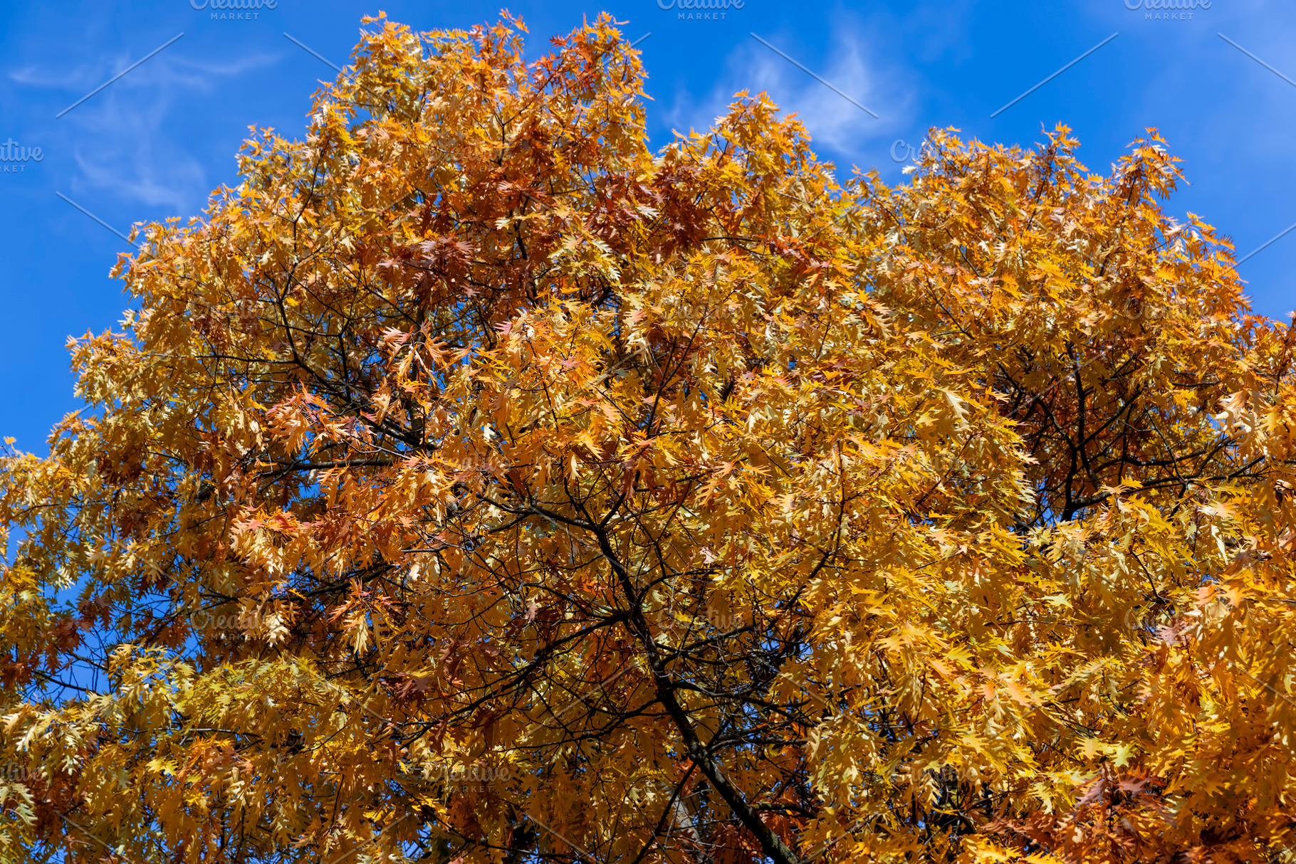 colored oak tree foliage in the autumn season, a Photo by MyPhotos