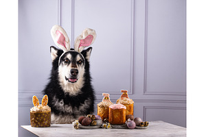 Dog with bunny ears and Easter cake, a Holiday Photo by Yulia Furman