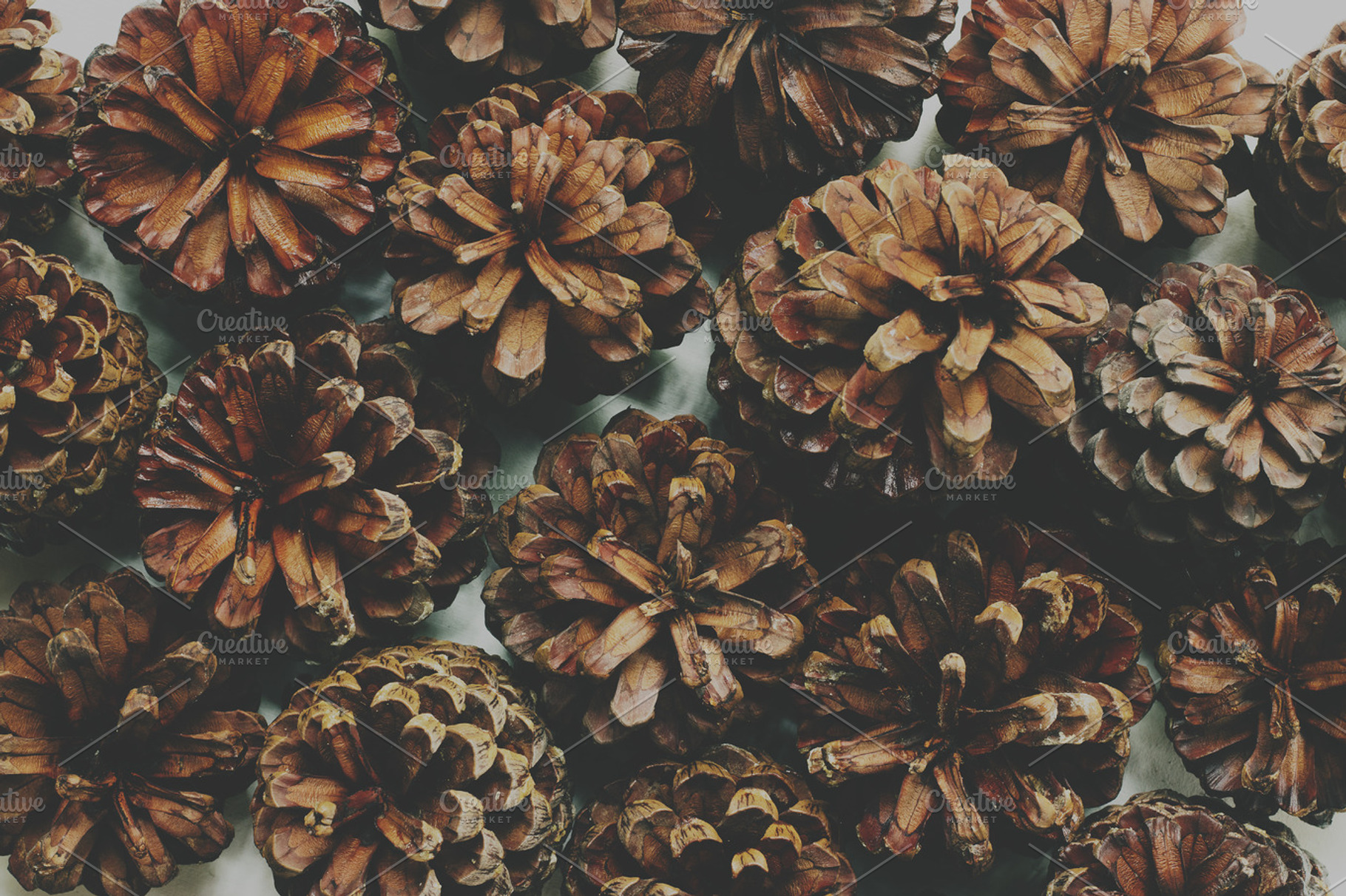 Detailed Winter Pinecone Texture, a Nature Photo by René Jordaan Photography