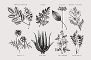 Apothecary Plants & Herbs Vector Set, a Healthcare Illustration by Yevheniia (Thumbnail 3 of 11)