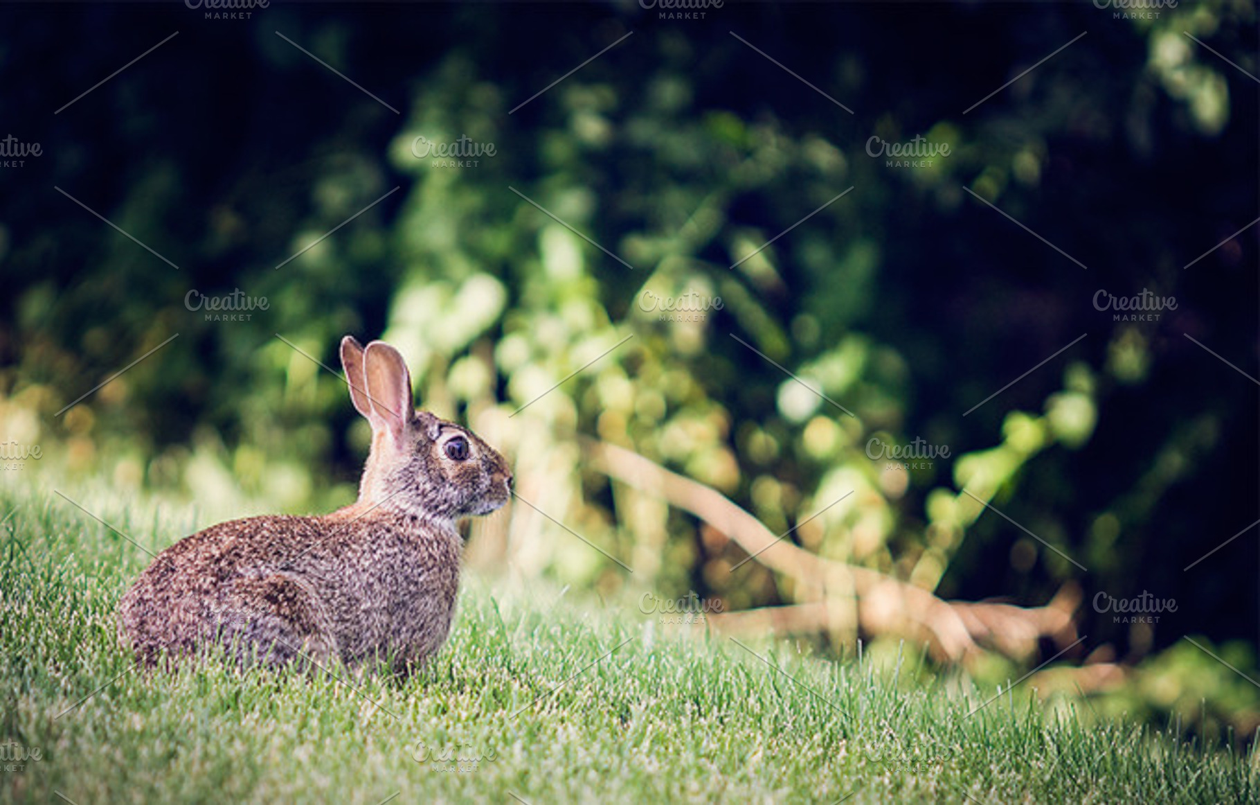 Hey there Bunny Rabbit