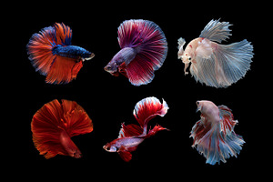Siamese betta fish stock photo containing fish and background, an Animal Photo by coffeelover