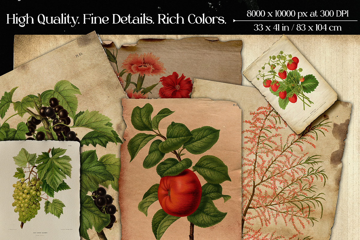Vintage Flowers & Fruits Ephemera, a Graphic by Craftsy Crafters (Photo 2 of 6)