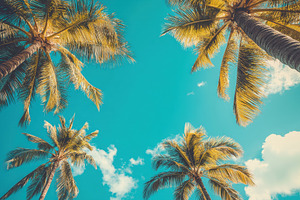 Blue sky and palm trees viewed from, a Photo by Pavel_design