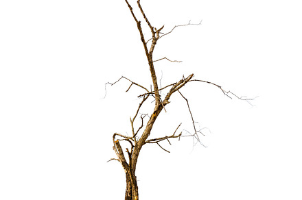 Dead tree on white background stock photo containing branch and tree, an Abstract Photo by Pushish Images