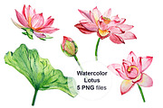 Watercolor Lotus, an Illustration by lilisavelieva (Thumbnail 1 of 3)