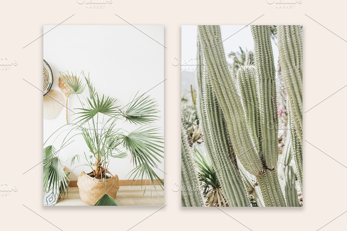 Palm & Cactus Bundle, a Nature Photo by Floral Deco (Photo 5 of 6)