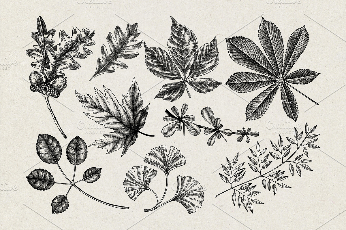 Autumn Leaves and Flowers Vector Set, an Object Graphic by Yevheniia (Photo 4 of 11)