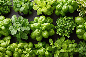 Neat rows of basil and mint in vibrant vertical garden display, a Food & Drink Photo by AlyaAnd