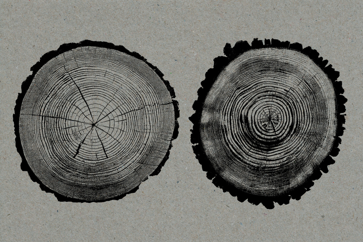 26 Large Tree Ring Textures, a Texture Graphic by Offset (Photo 4 of 16)