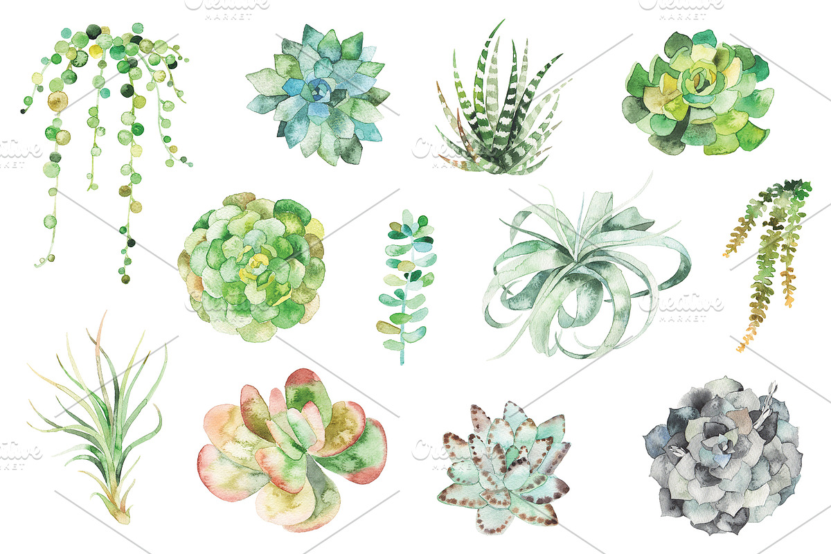 watercolor succulent set, a Decorative Illustration by artnLera (Photo 2 of 2)