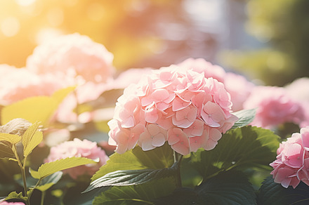 Blooming Purple Hydrangea, a Nature Photo by Iconogenic