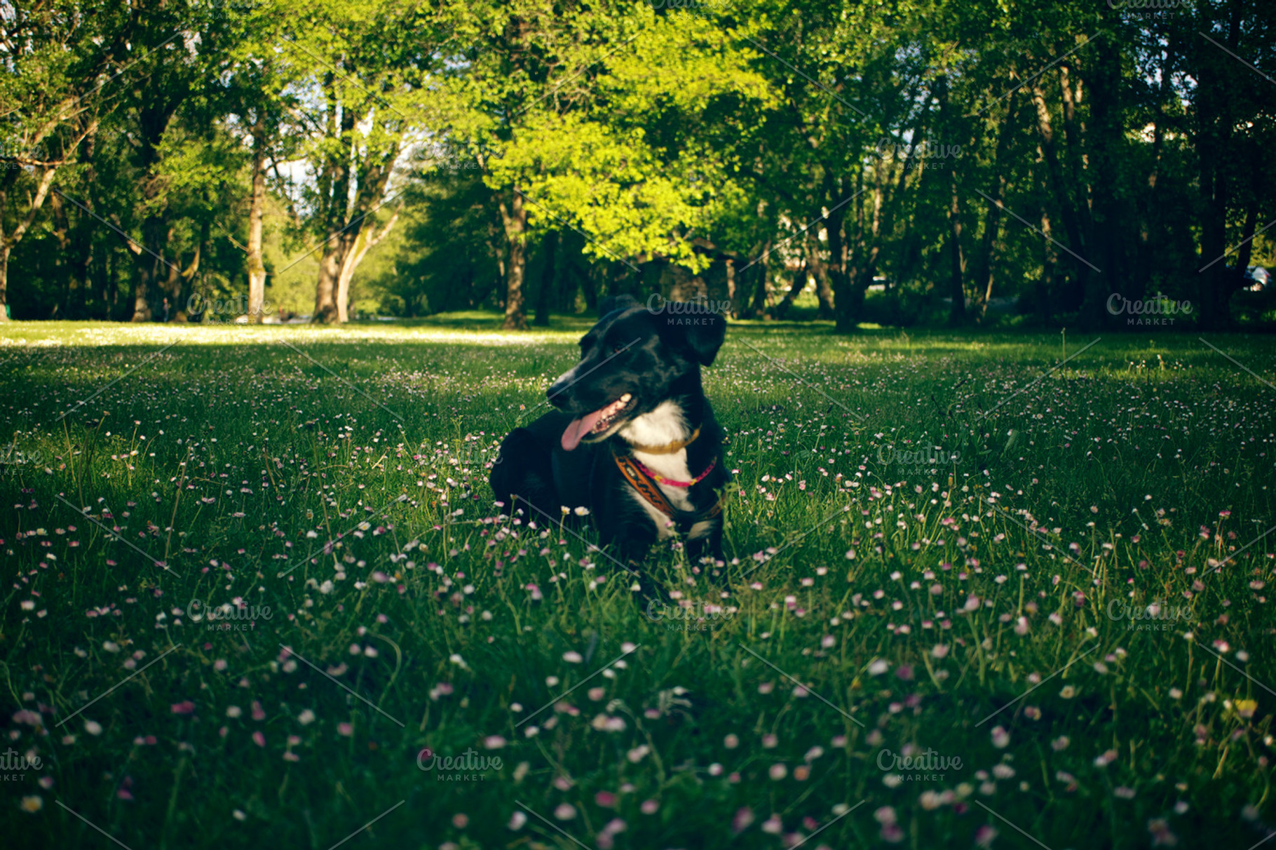 Dog On A Park