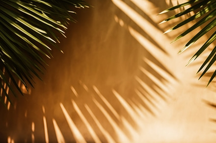 Tropical background for a product placement, palm tree leaves an, a Beauty & Fashion Photo by Anneleven