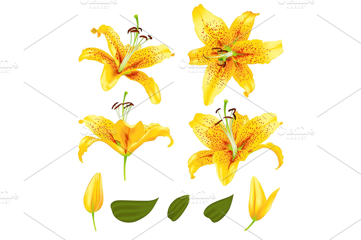 vector realistic lily flower blossom set, a Decorative Illustration by irska