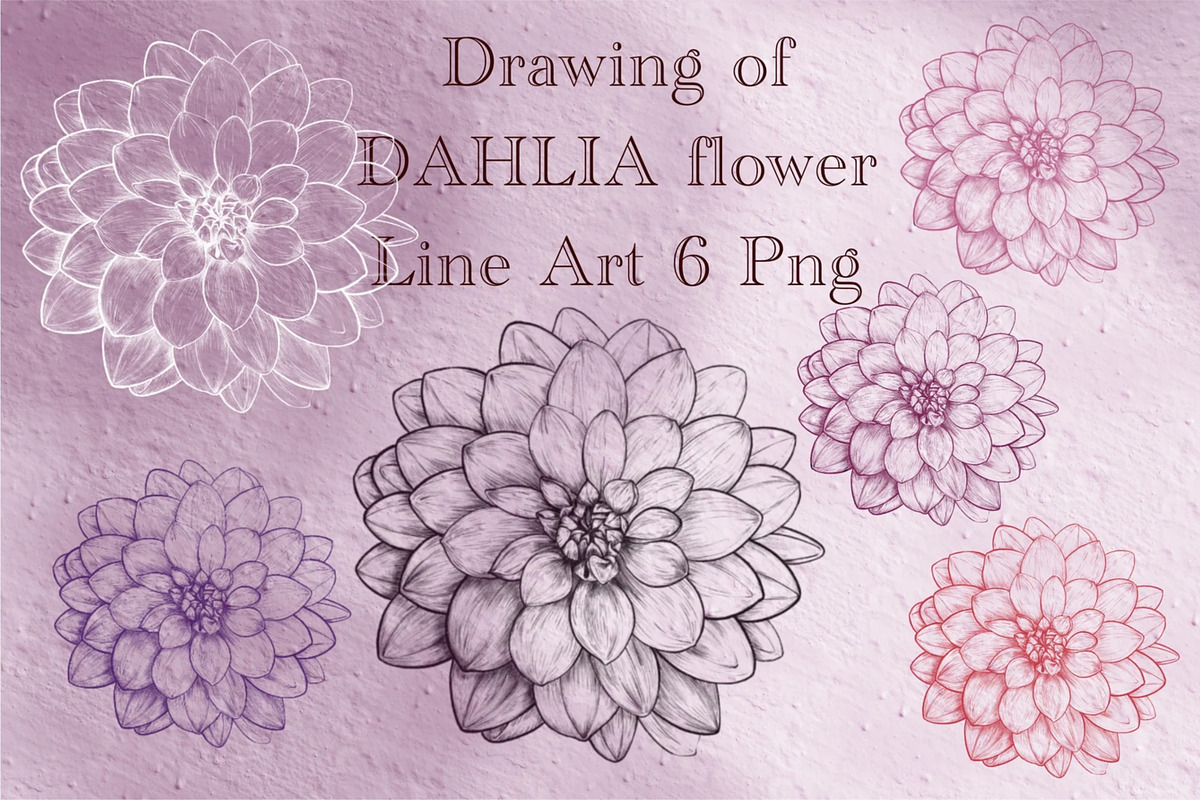 Drawing of DAHLIA Flower Line Art, a Decorative Illustration by Sense Library (Photo 1 of 5)