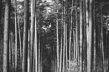 Black & white forest in summer stock photo containing black and white and bw, a Nature Photo by PhotoMarket