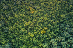 Aerial view of rubber plantations