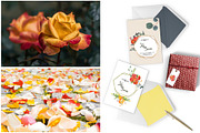 Watercolor Flowers, Frames, Bouquets, an Illustration by ColorfulNest (Thumbnail 5 of 5)