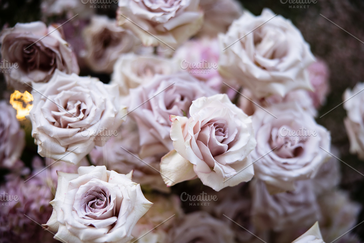 A Garden of Roses | Wedding, Events, a Nature Photo by Farewell (Photo 22 of 41)