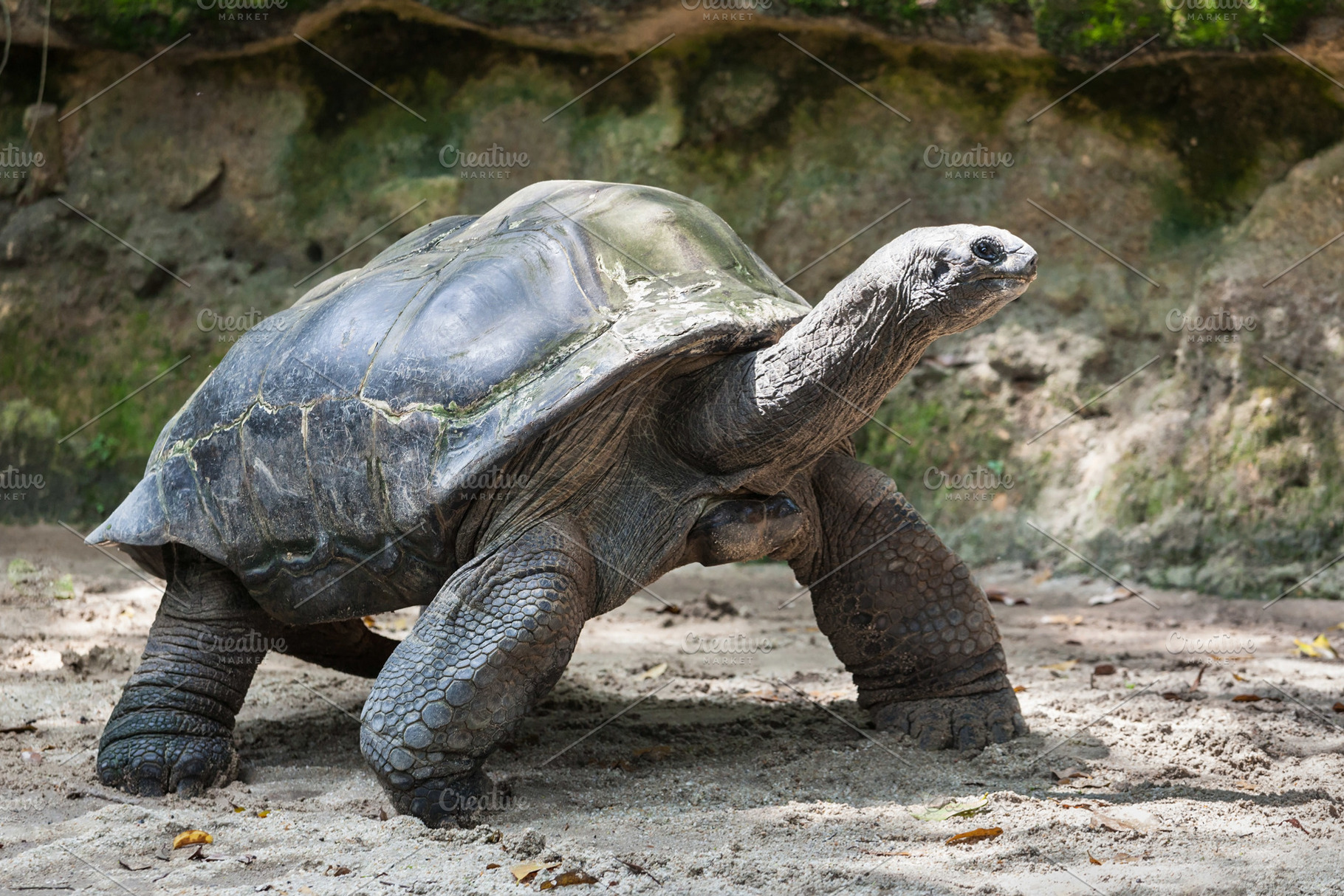 Giant turtle, a Photo by saiko3p