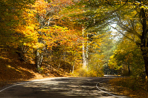 Road in autumn forest containing autumn, autumnal, and road, a Nature Photo by Vector beauty