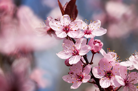 illuminated by sunlight fresh cherry blossoms, a Background Photo by MyPhotos