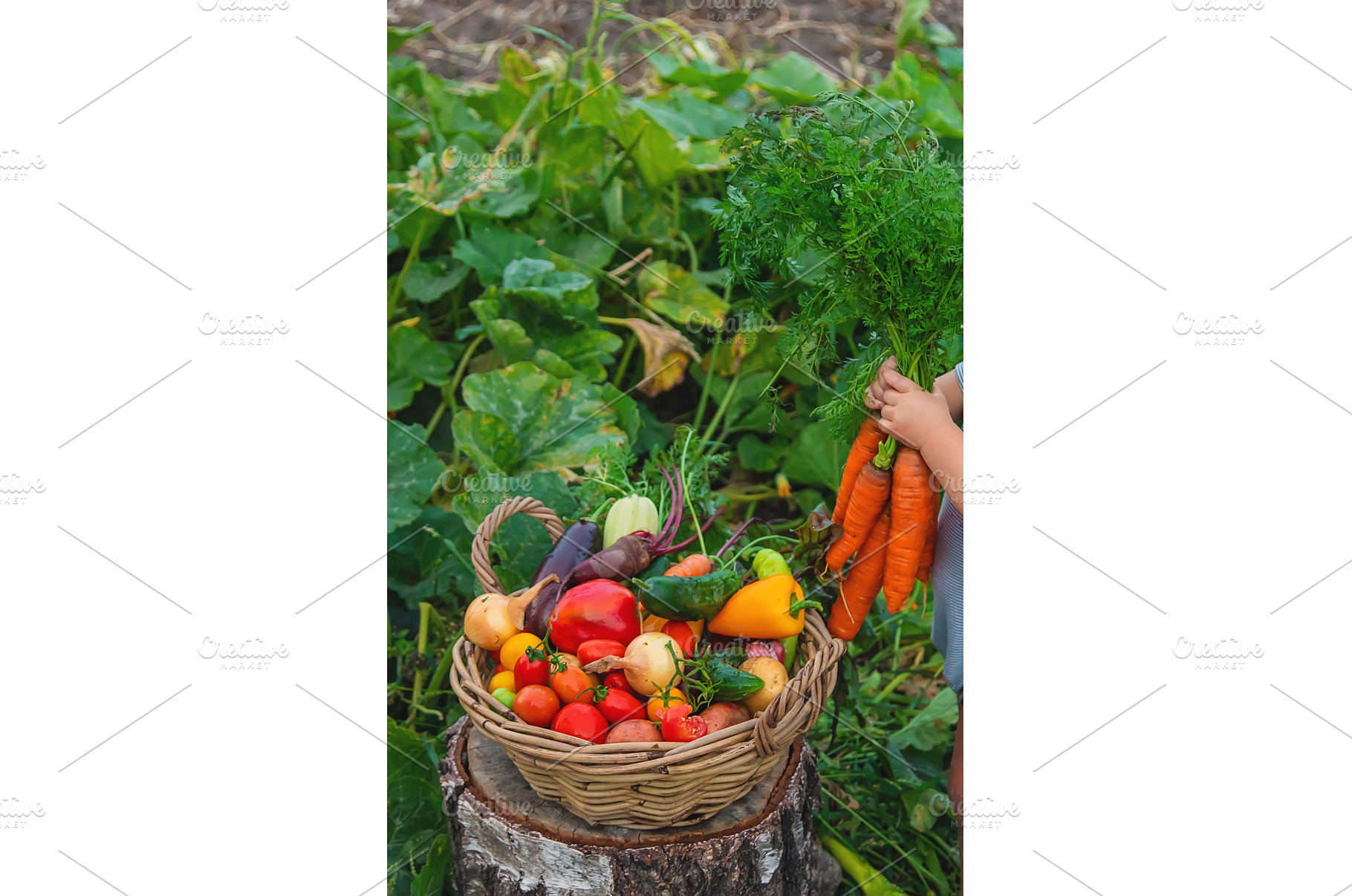 A child with a harvest of vegetables, a Food & Drink Photo by yanadjana